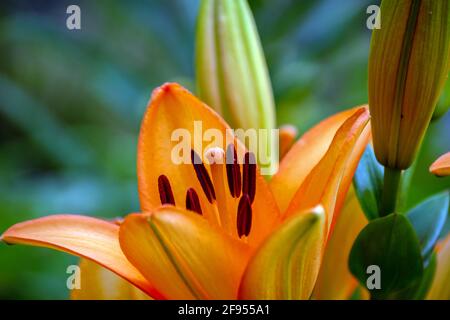 Mit einem defokussieren Effekt ist dieses Nahaufnahme-Bild der Mitte einer Lilie, umgeben von Lilien, die sich noch nicht geöffnet haben, ein schönes Frühlingsbild. Stockfoto