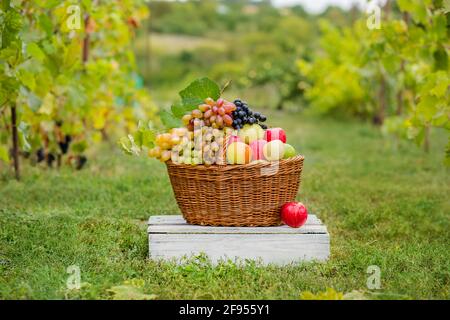 Bio-Obst im Korb im Sommerrasen. Frische Trauben, Birnen und Äpfel in der Natur. Stockfoto