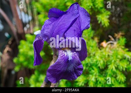 Lila Iris blühen in einem Garten Stockfoto