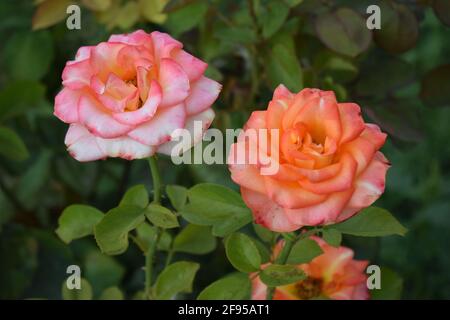 Schöne Rosen und Orangenrosen im Garten. Blühende Rosen. Auf dem Baum im Blumengarten blühen orangefarbene Rosen, ein Symbol der Liebe. Orangefarbenes Ro Stockfoto