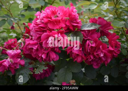 Viele kleine rosa Rosen von einer Sommersonne gestreichelt. Rote Rosen Büsche. Viele kleine rote Rosen auf Büschen Stockfoto
