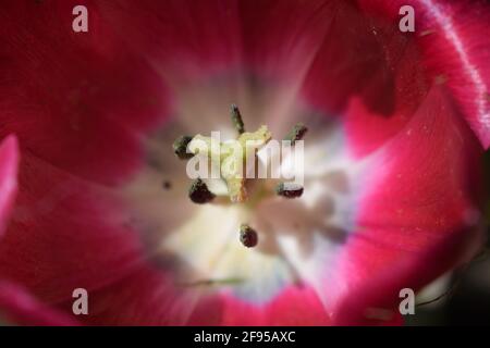 Der Kern einer hellrosa Tulpe. Geöffnet ganz rosa Tulip an einem Frühlingstag im Blumengarten. Blühende rot-rosa Tulpe. Zentrum der zarten Anziehungskraft Stockfoto