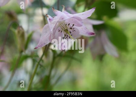 Aconite Blume allgemein bekannt als aconitum, monkshood, Wolf. Aconitum lycoctonum - die Familie der Ranunculaceae, die in weiten Teilen Europas und Nordasiens beheimatet ist Stockfoto