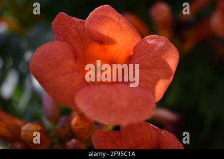 Schöne rote Blüten der Trompetenrebe oder Trompetenschrecke (Campsis radicans). Zweig der Trompetenrebe mit vielen roten Blüten. Ampsis Flamenco hell Stockfoto