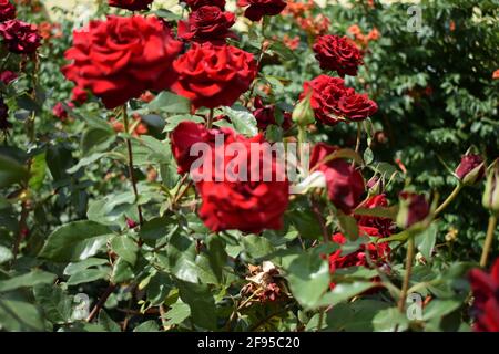 Rote Rosen Sträucher blühen im Sommergarten. Viele kleine rote Rosen in der Sonne. Schönes Bouquet von kleinen Rosen auf verschwommenem Hintergrund. Pflege Stockfoto