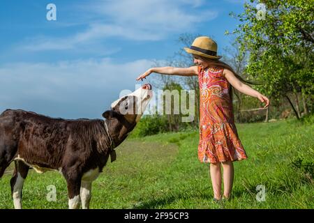 Kleines Mädchen streichelt auf einem Feld ein Kalb, sonniger Tag Stockfoto