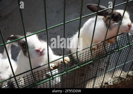 Schwarze und weiße Kaninchen in einem Käfig. Hauspelz weiß und schwarz gefleckt Bauernhof Kaninchen Hase hinter den Riegel des Käfigs auf Tierfarm, Vieh Nahrung und Stockfoto