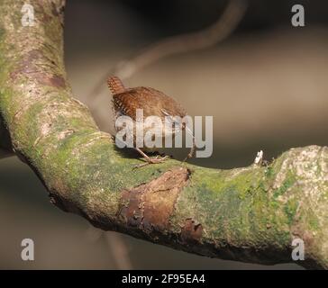 Wren mit frisch gefangenem Rost für junge, Pembrokeshire, Wales Stockfoto