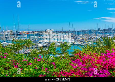 Hafen von Palma de Mallorca durch Blumen gesehen, Spanien Stockfoto