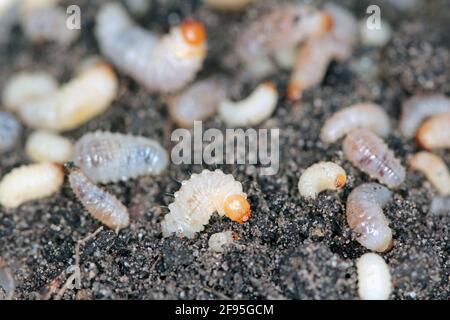 Larven von Otiorhynchus (manchmal Otiorrhynchus) auf dem Boden. Viele von ihnen, z.B. Schwarzer Weinkäfer (O. sulcatus) oder Erdbeerwurzelkäfer (O. ovatus) Stockfoto