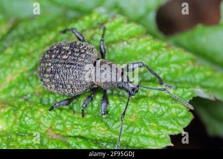 Käfer von Otiorhynchus (manchmal Otiorrhynchus). Viele davon, z. B. schwarzer Weinkäfer (O. sulcatus) oder Erdbeerwurzelkäfer (O. ovatus) Stockfoto