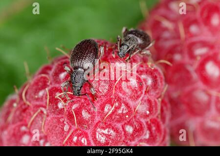 Erdbeerwurzel Weevil - Otiorhynchus ovatus (lateinischer Name) in der Himbeerfrucht. Es ist eine Art von Käfer in der Familie Curculionidae und gemeinsame a Stockfoto