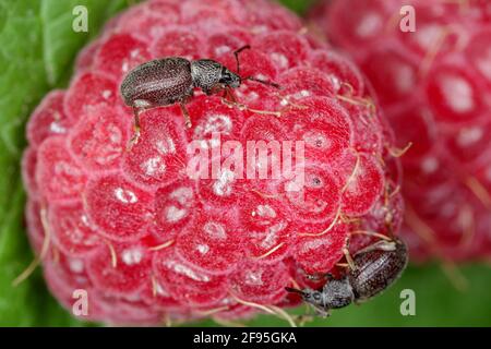 Erdbeerwurzel Weevil - Otiorhynchus ovatus (lateinischer Name) in der Himbeerfrucht. Es ist eine Art von Käfer in der Familie Curculionidae und gemeinsame a Stockfoto