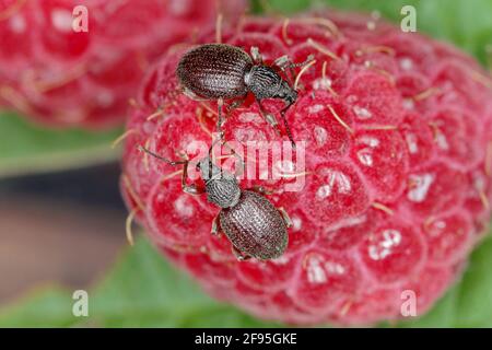 Erdbeerwurzel Weevil - Otiorhynchus ovatus (lateinischer Name) in der Himbeerfrucht. Es ist eine Art von Käfer in der Familie Curculionidae und gemeinsame a Stockfoto