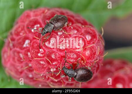 Erdbeerwurzel Weevil - Otiorhynchus ovatus (lateinischer Name) in der Himbeerfrucht. Es ist eine Art von Käfer in der Familie Curculionidae und gemeinsame a Stockfoto