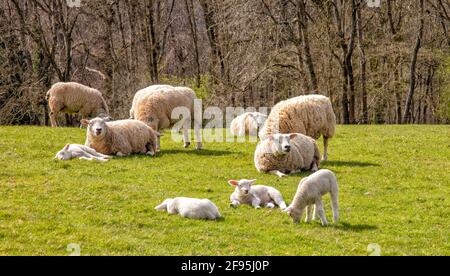 Gruppe von Schafen und Lämmern im Frühlingssonne, die Cotswolds, England, Vereinigtes Königreich Stockfoto