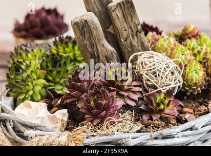 Variation von Sempervivum in einem Korb, mit verschiedenen natürlichen Materialien verziert, Nahaufnahme. Stockfoto