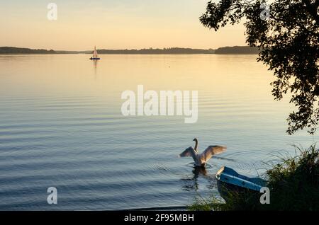 Der weiße Schwan geht auf dem Wasser. Die Sonnenstrahlen reflektieren ihre Federn.EINE Yacht segelt auf dem Masurischen See Stockfoto