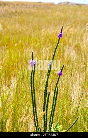 Wollige Verbena oder hoary vervain, lila Wildblumen locken Bienen und Schmetterlinge in die Badlands. Die Indianer von Plains verwendeten es in ihren Tees, um den Magen zu beruhigen. Stockfoto