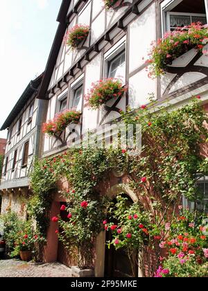Ein traditionelles deutsches Fachwerkhaus mit Fensterkasten und weinblüten in Bad Wimpfen, Deutschland, im Landkreis Heilbronn in Baden-Württemberg Stockfoto