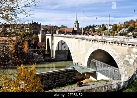 Bern, Schweiz - der Eurasische Braunbär (Ursus arctos arctos) spaziert im Bärenpark an der Nydeggbrücke über die Aare. Stockfoto