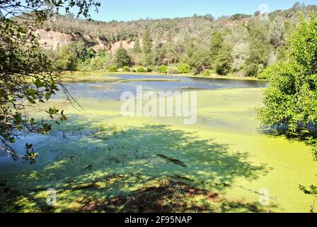 Der Black Swan Trail wird vom Bear Yuba Land Trust in der Nähe von Smartsville, Kalifornien, geleitet. Algenblüte, Algenblüte, Algen im Süßwasser. Stockfoto