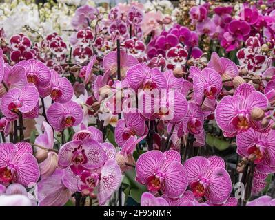 Blühende Orchideen im Marktgarten Stockfoto