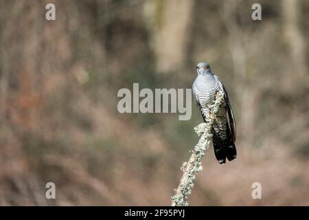 Thursley Common, Elstead. April 2021. Sonnige Intervalle in den Heimatkreisen heute. Ein Kuckuckkunulus canorus bei Thursley Common in Elstead in Surrey. Kredit: james jagger/Alamy Live Nachrichten Stockfoto