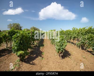 Carignano Weinberge Cannonau Wein und Vermentino Stockfoto