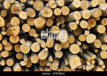 Vorne auf dem Bild eines Holzstapels. Haselholz. Stockfoto
