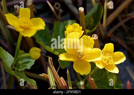 Marsh Marigolds. Margelblume. Caltha palustris. Wasserliebende Pflanze mit Teichen verbunden. Blüht im April in der nördlichen Hemisphäre. Stockfoto