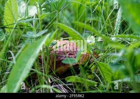 Pilze wachsen in der Wildnis des Waldes, nach dem Regen Stockfoto