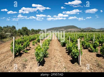 Carignano Weinberge Cannonau Wein und Vermentino Stockfoto