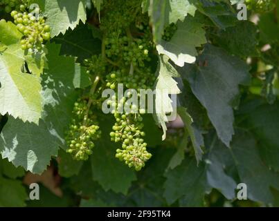 Carignano Weinberge Cannonau Wein und Vermentino Stockfoto