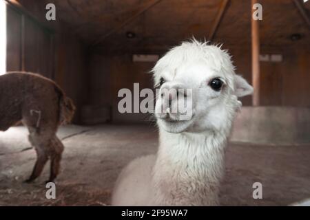 Nahaufnahme eines schönen und niedlichen weißen Alpaka in Ein Zoo Stockfoto