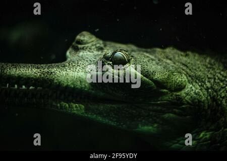 Woran denkt das Krokodil? Stockfoto