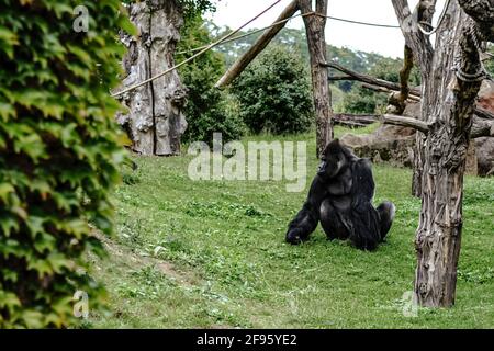 Charismatische Tiere, Gorillas teilen 98.3% ihrer DNA mit dem Menschen. Stockfoto