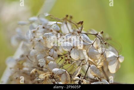 Hortensia macrophylla trockene Blüten Stockfoto