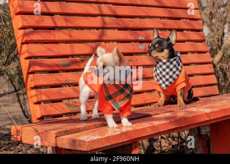 Zwei Chihuahua Hunde auf einer orangefarbenen Holzbank. Chihuahua Hund in Kleidung und chihuahua Welpe in Kleidung Stockfoto