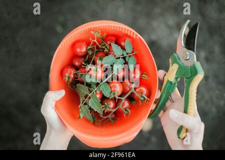 Nahaufnahme der Hände einer Frau mit Bio-Kirschtomaten Stockfoto