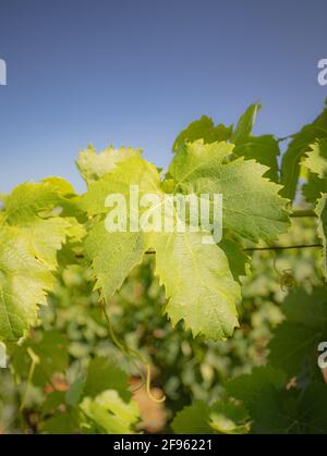 Carignano Weinberge Cannonau Wein und Vermentino Stockfoto