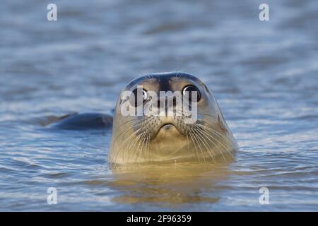 Nahaufnahme von neugierigen Robben/Seehunde (Phoca vitulina) Schwimmen im Meer Stockfoto