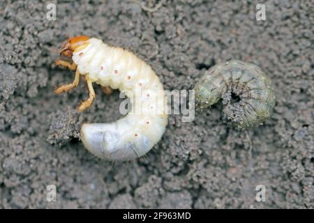 Vergleich von Larven Schädlingen. In der linken Larve des Maikäfers gewöhnlicher Schabe oder Maikäfer (Melolontha melolontha). Rechts Nocuidae - Eulentfalter. Stockfoto