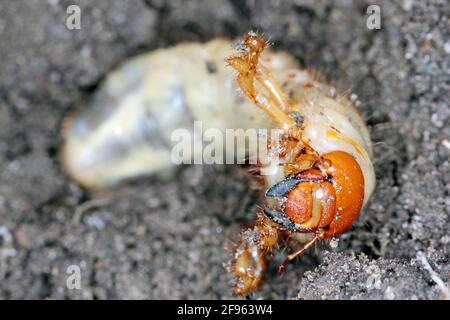 Die Larve des Mai-Käfer gewöhnlicher Schabe oder Mai-Käfer (Melolontha melolontha). Maden sind wichtige Schädlinge von Pflanzen. Stockfoto