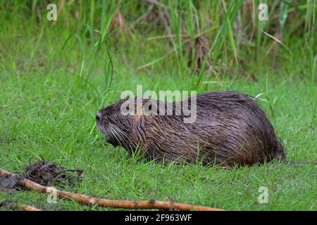 Coypu/Nutria (Myocastor coypus) Eingeführte Arten aus Südamerika, die im Grasland Nahrungssuche machen Stockfoto