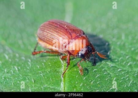 Brauner Schäfer Serica brunnea auf Blatt. Stockfoto