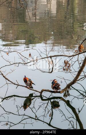 Zwei Mandarinentrinken, Aix galericulata, die auf einem umgestürzten Baum in einem See aufgehen Stockfoto