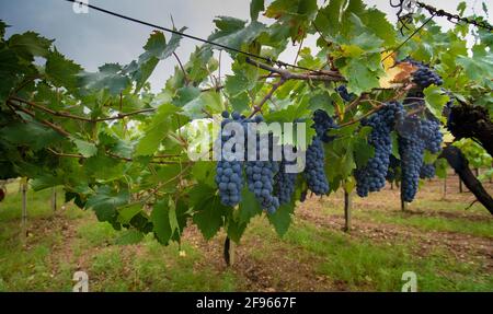 Carignano Weinberge Cannonau Wein und Vermentino Stockfoto