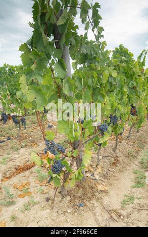 Carignano Weinberge Cannonau Wein und Vermentino Stockfoto