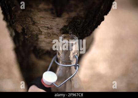 Entnommener birkensaft in einer Glasflasche. Stockfoto